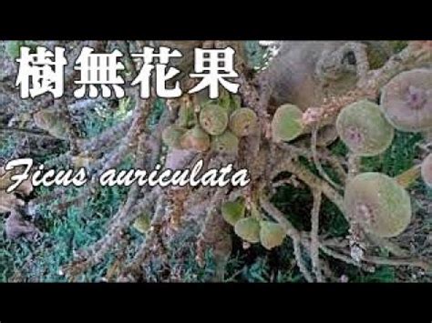 榕樹 無花果